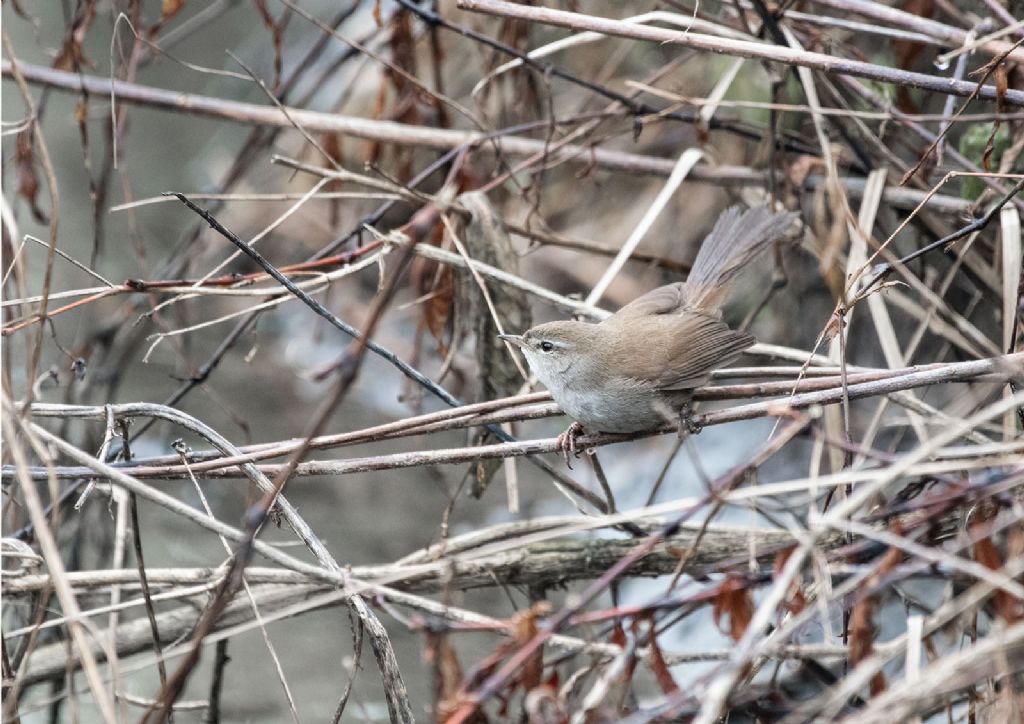 Usignolo di fiume (Cettia cetti)